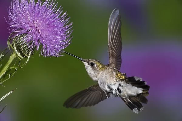 Ruby-throated hummingbird in flight at thistle flower, Archilochus colubris