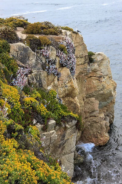 Rugged cliff and flowers as cliff hangers. Garrapata State Park, Big Sur, California, US