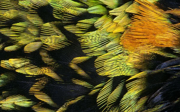 Saffron-crested Tanager breast feathers