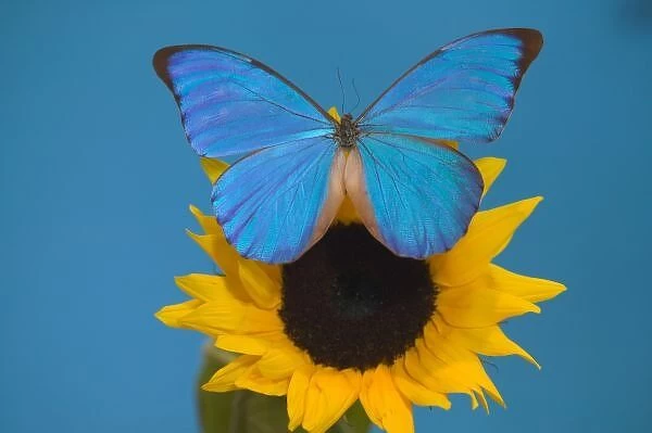 Sammamish Washington Photograph of Butterfly on Flowers, Morpho anaxibia from Brazil