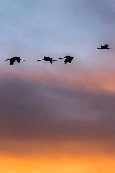 Sandhill Cranes in flight at sunset, Bosque del Apache NWR, NM