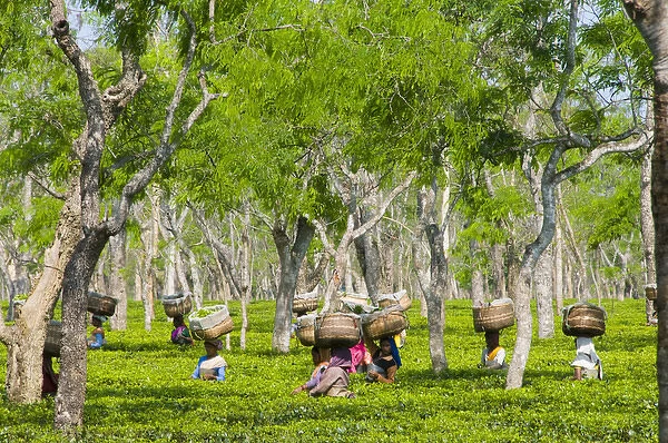Sango, Assam State, India, women with baskets on their heads picking tea at the local