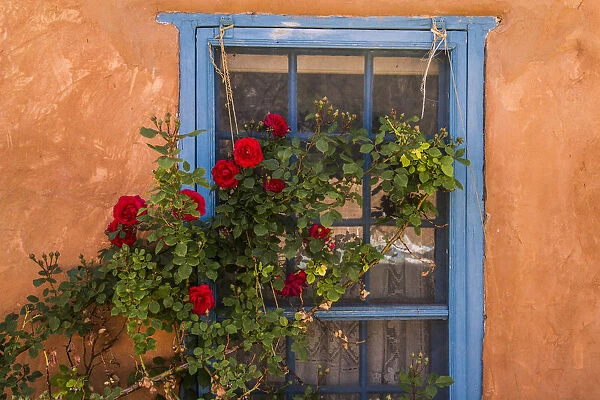Santa Fe, New Mexico. Blue painted lattice wooden window with a red rose bush against