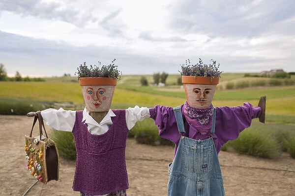 Scarecrows at a lavendar farm in SE Washington