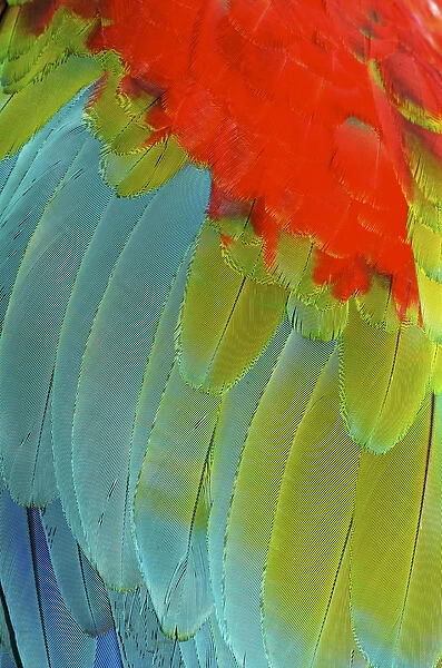 Scarlet Macaw (Ara macao) is a large, colorful macaw