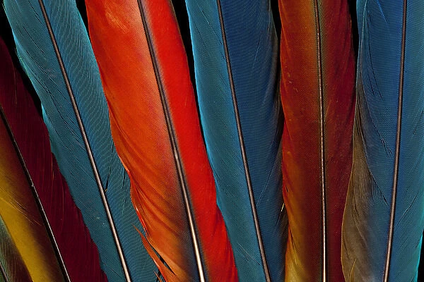 Scarlet, Military, Blue Gold Macaw tail feathers