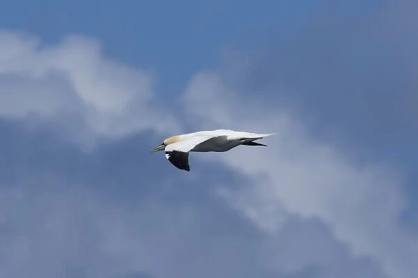 Scotland, St. Kilda Islands, Outer Hebrides. Island of Boreray, gannet in flight (Wild