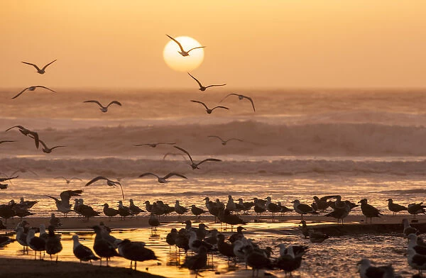 Sea birds on beach. Sun setting in mist. Santa Cruz coast, California, US