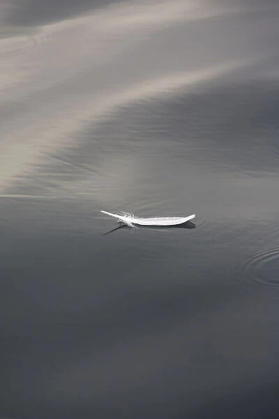 Seagull feather floating on calm water