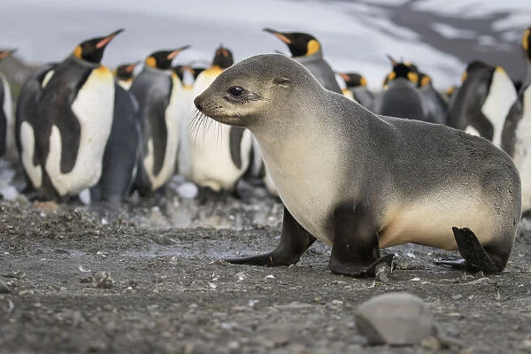 Seal pup with king penguins on beach of St. Andrews Bay, South Georgia Islands