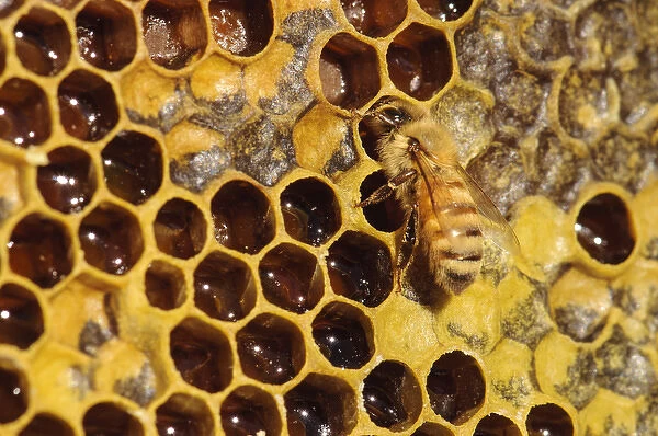 Seattle. Closeup of bee and comb, with honey