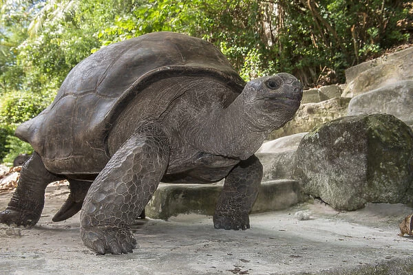 Seychelles, Mahe, St. Anne Marine National Park, Moyenne Island. Giant Aldabran tortoise (Wild