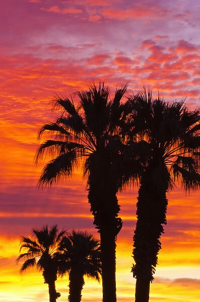 Silhouetted palms at sunrise, Anza-Borrego Desert State Park, California