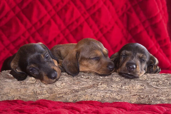 Sleeping Doxen Puppies, Yucca Valley, California