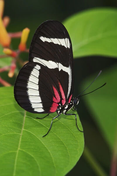 Small Postman butterfly, Heliconius erato Small Postman butterfly, Heliconius