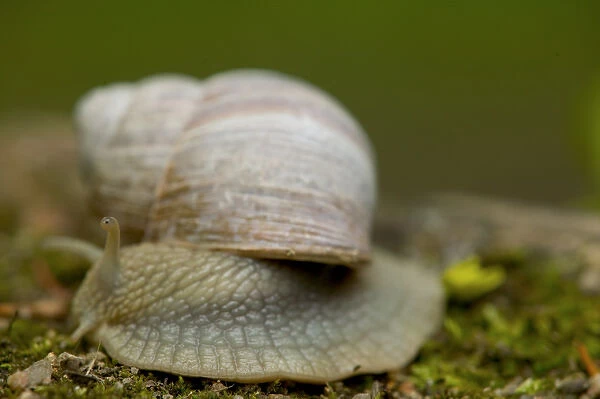snail, Czech Republic, Ceske Budejovice