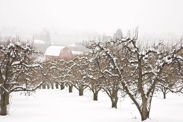 Snow covered Apple Trees and Barn near Hood River, Oregon, USA (RF)