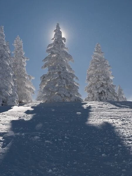 Snow covered trees at Santa Fe Ski Area