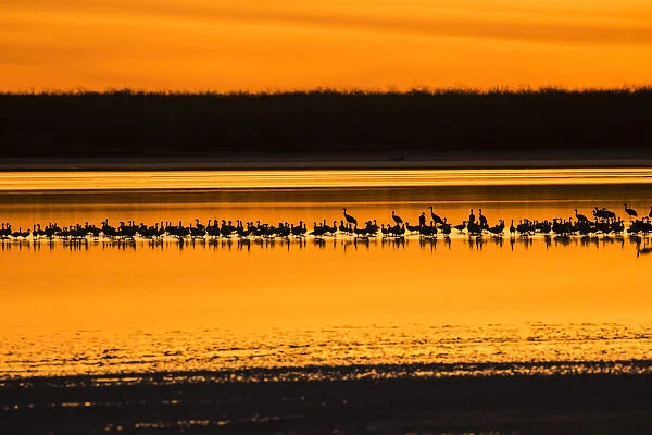Snow Geese and Sandhill Cranes at the roost