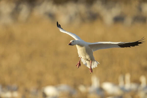 Snow goose landing in corn fields, Chen caerulecens, Bosque del Apache NWR, New Mexico