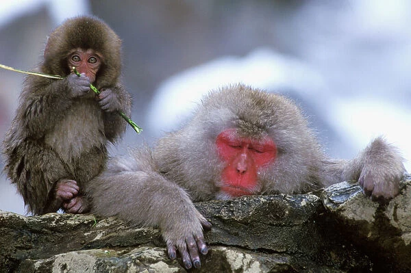 Snow Monkey Mother & Child, Jigokudani, Nagano, Japan