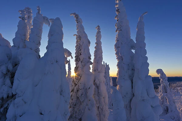 Snowghosts at sunset looking west to the Salish Mountains from the summit of Big