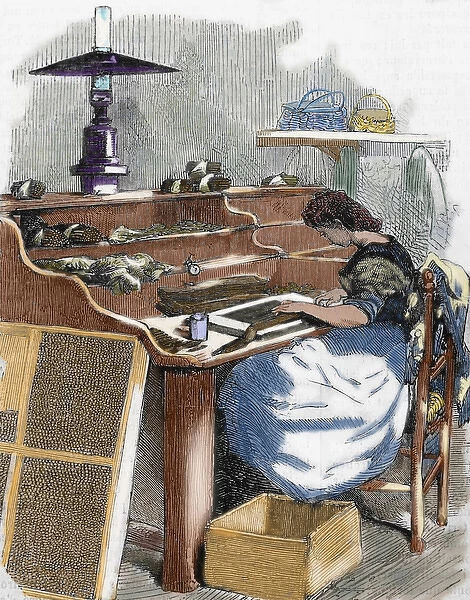 The snuff industry. Woman rolling cigars. France. Engraving, 1885. Colored