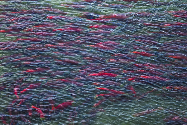 Sockeye salmon, Katmai National Park, Alaska, USA