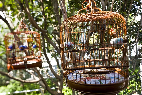 Songbirds in cages, bird market, Hong Kong, China