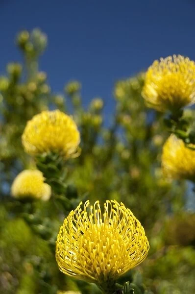 South Africa, Cape Town, Kirstenbosch National Botanical Garden. Yellow pincushion protea