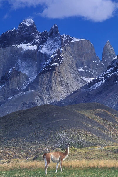 South America, Chile, Torres Del Paine NP, Guanaco (Lama guanicoe)