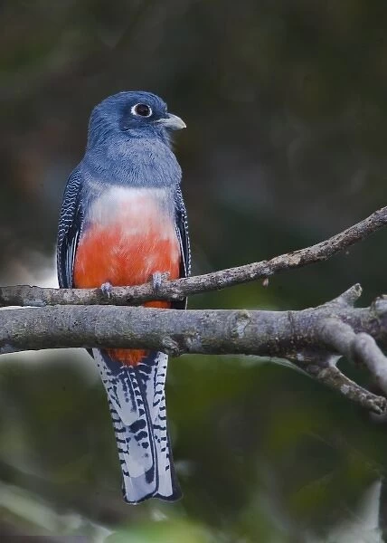 South America, Ecuador. Frontal view of blue-crowned trogon on branch in the Napo Wildlife Center