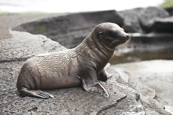 South America, Ecuador, Galapagos Is. Galapagos Fur Seal on Fernandina Island