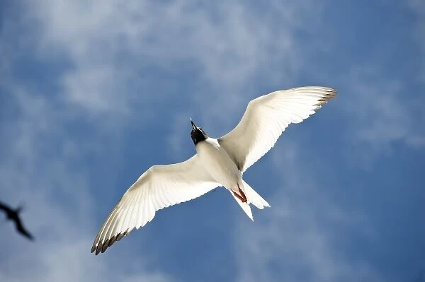 South America, Ecuador, Galapagos Islands, Swallow-tailed Gull flying near Genovesa
