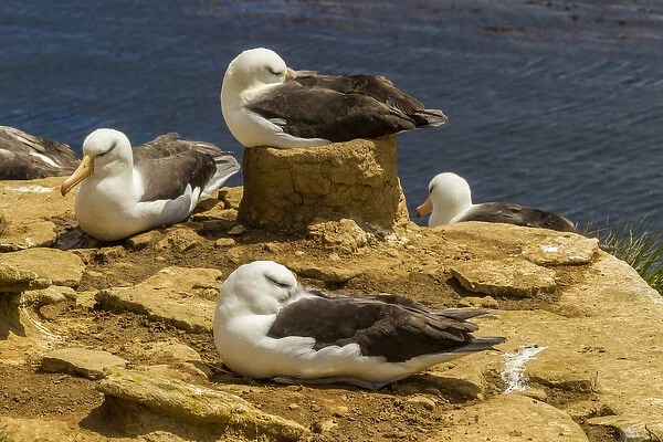 South America, Falkland Islands, Saunders Island. Black-browed albatrosses. Credit as
