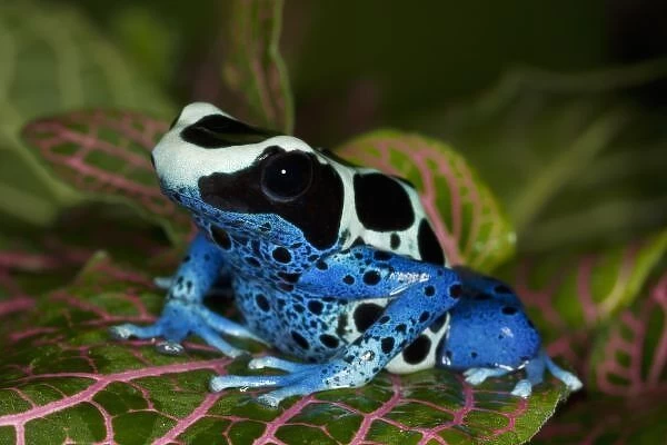 South America, Surinam. Close-up of Patricia poison dart frog. Credit as: Dennis