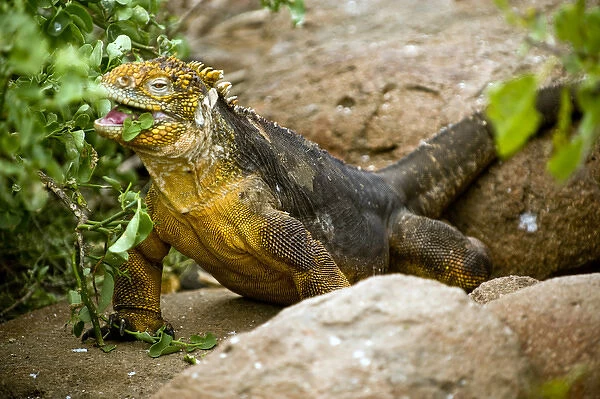 South Americaa, Ecuador, Galapagos Islands, Land Iguana eating vegetation on North