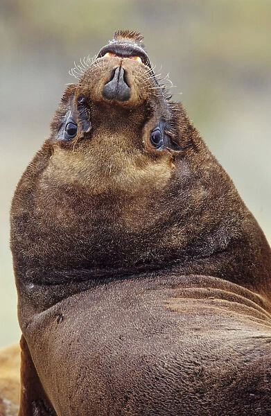 South American Sea Lion (Otaria flavescens, formerly Oraria byronia) or Southern