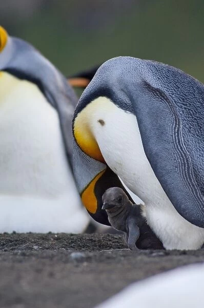 South Georgia Island, Gold Harbor. King penguin (Aptenodytes patagonicus) with new chick