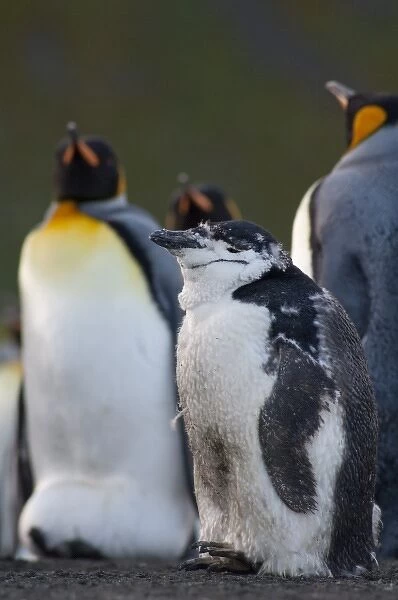South Georgia Island, Gold Harbor. Molting Chinstrap penguin (Pygoscelis antarctica)