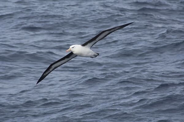 South Georgia Island, Smaaland Cove. Black-browed albatross in flight (Thalassarche melanophris)