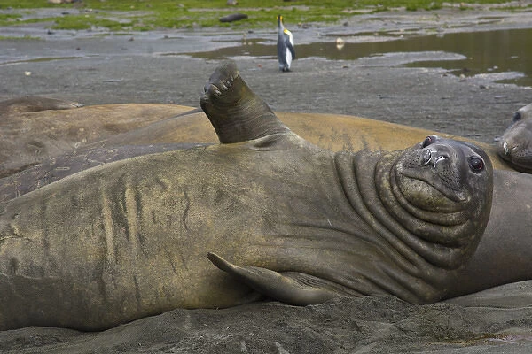 South Georgia. Saint Andrews. Southern elephant seals (Mirounga leonina)