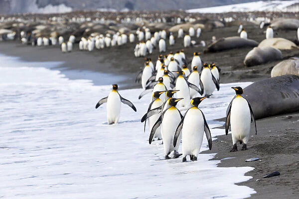 Southern Ocean, South Georgia. A large group of king penguins walk at the edge of
