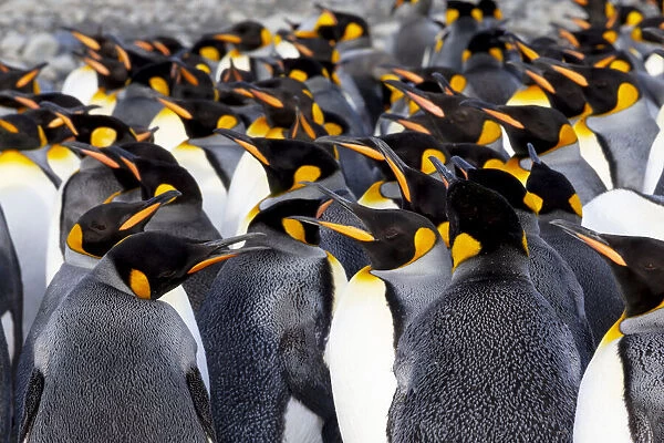 Southern Ocean, South Georgia. Picture of a group of king penguins
