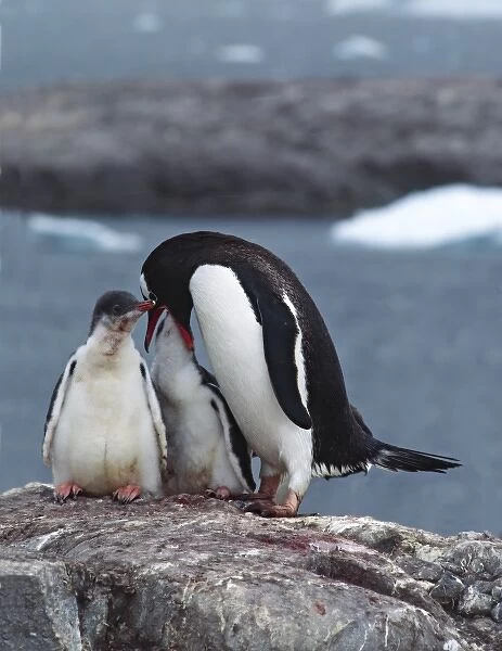 Southern Ocean, South Orkney Island. A Gentoo Penguin (Pygoscelis papua) feeding its