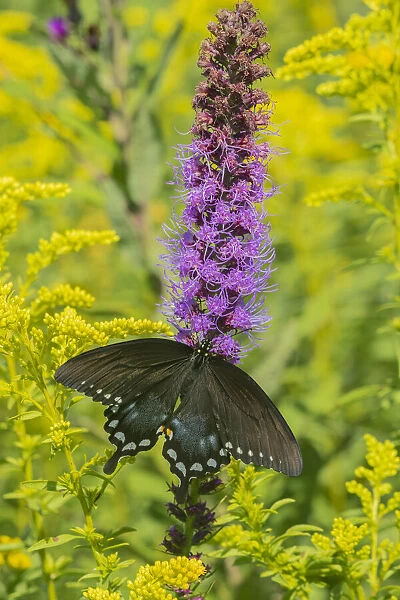 Spicebush Swallowtail (Papilio troilus) on Blazing Star (Liatris spicata) Marion County