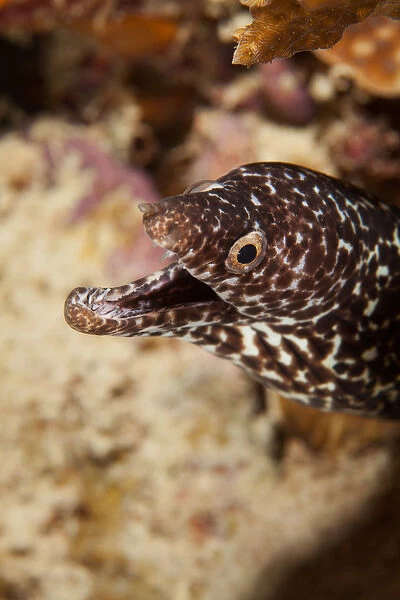 Spotted Moral Eel off Bonaire, N. A