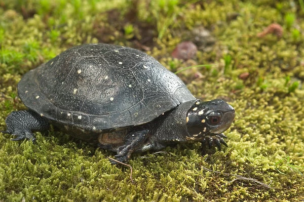 Spotted turtle, Clemmys guttata, Controlled situation