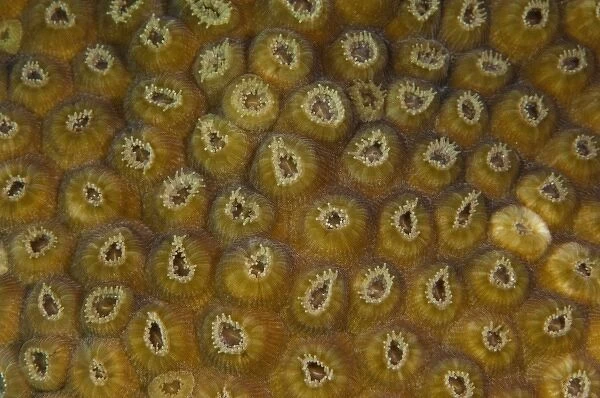Star Coral Polyp Detail (Montastraea sp. ), Puenta Gruesa, Sian Ka an Biosphere Reserve