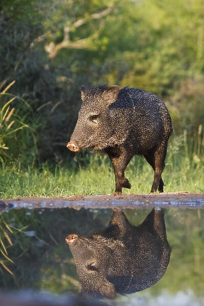 Starr co. south Texas, USA, Collared Peccary (Pecari tajacu) adult reflected in pond